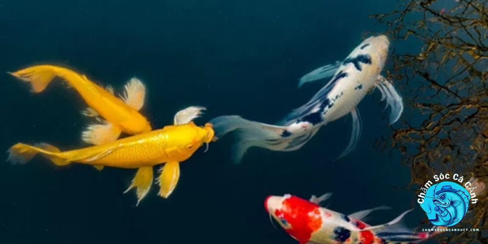 Lợi Ích Khi Nuôi Cá Koi