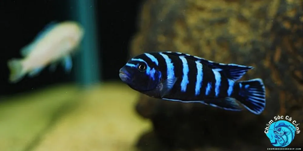 Lợi Ích Khi Nuôi