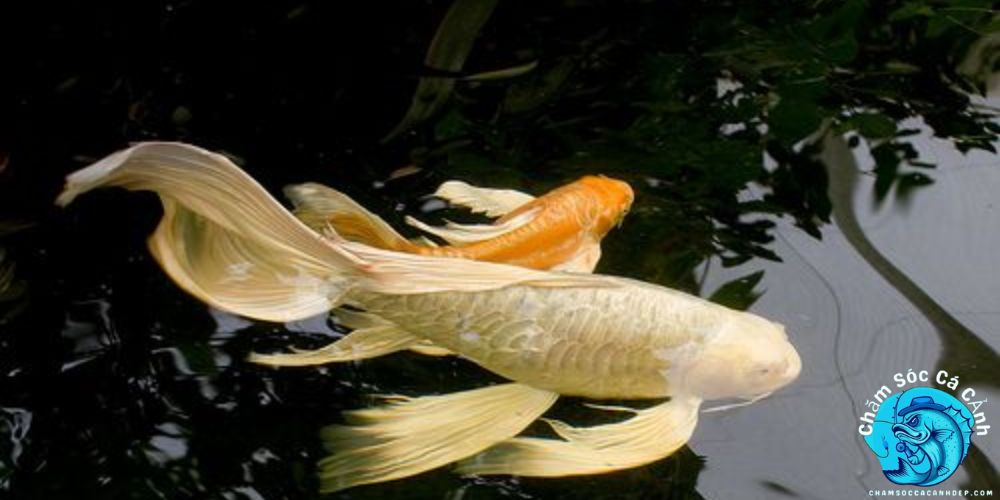 Những Lưu Ý Khi Nuôi Cá Chép Sư Tử