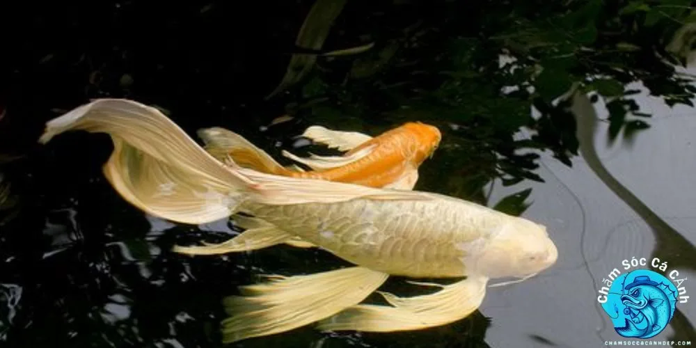 Những Lưu Ý Khi Nuôi Cá Chép Sư Tử