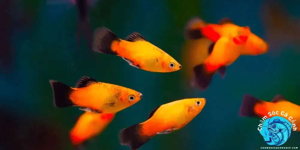 Những Lưu Ý Khi Nuôi Cá Mún