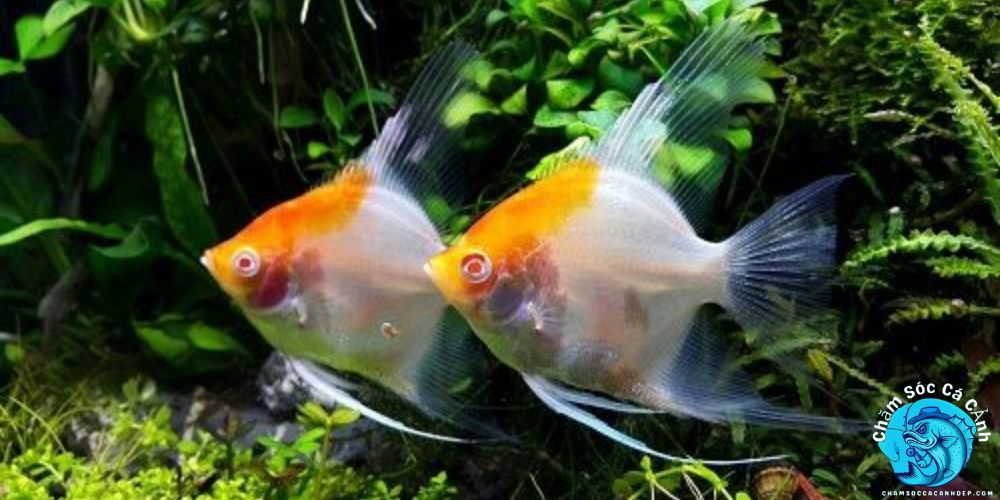 Những Lưu Ý Khi Nuôi Cá