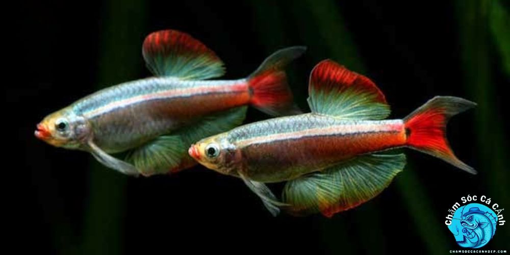 Giá Cá Và Địa Chỉ Mua Uy Tín