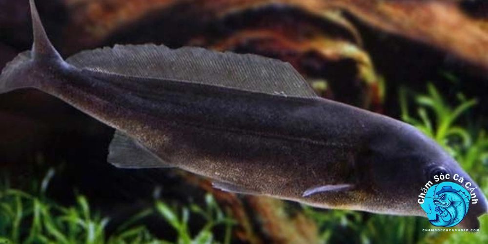 Vai Trò Của Cá Heo Nước Ngọt Trong Hệ Sinh Thái