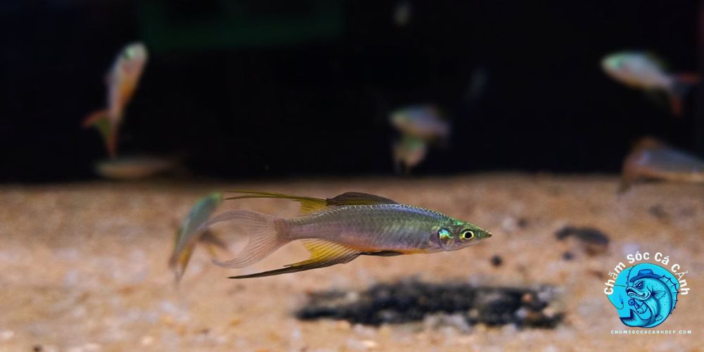 Cá Cầu Vồng Vây Dài