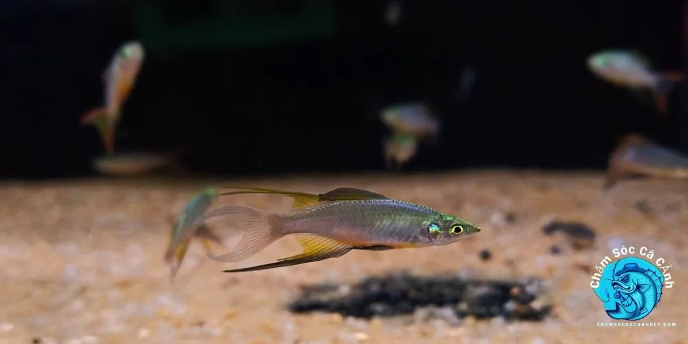 Cá Cầu Vồng Vây Dài