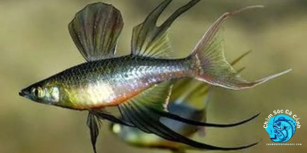 Chăm sóc trứng và cá con