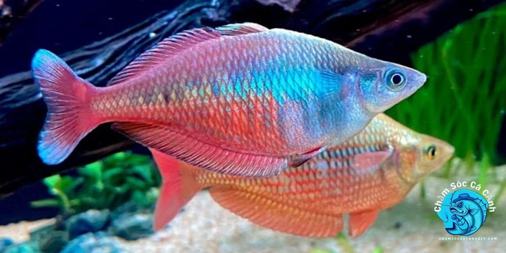 Hướng Dẫn Chăm Sóc Cá Cầu Vồng