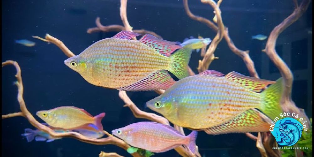 Môi Trường Sống Lý Tưởng Cho Cá Cầu Vồng
