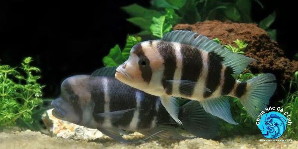 Giới Thiệu về Cá Đầu Bò 