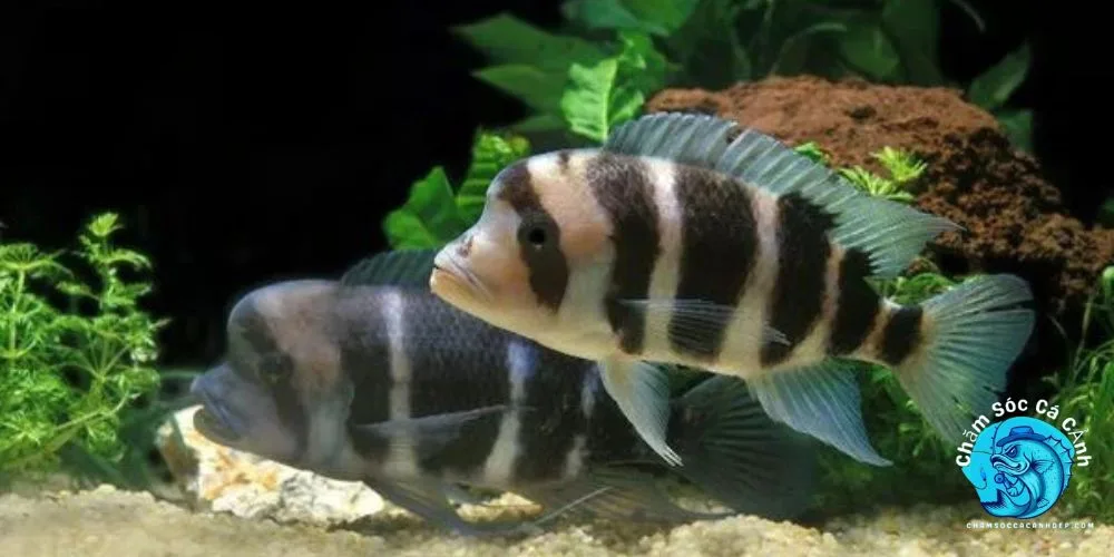 Giới Thiệu về Cá Đầu Bò 