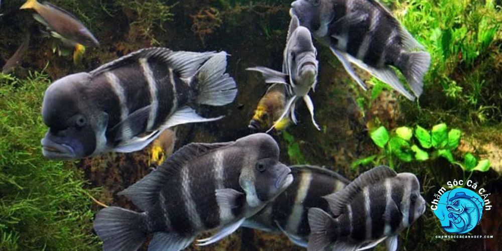 Chọn Giống Cá Chất Lượng