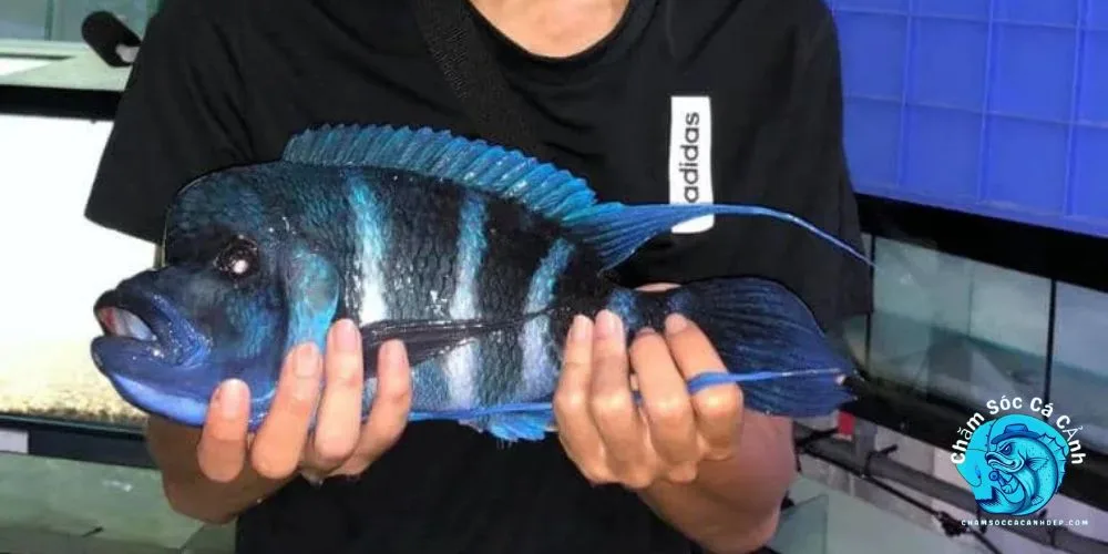 Các Lưu Ý Khi Nuôi Cá Đầu Bò