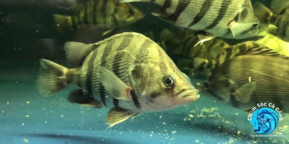 Giới Thiệu Về Cá Hổ 