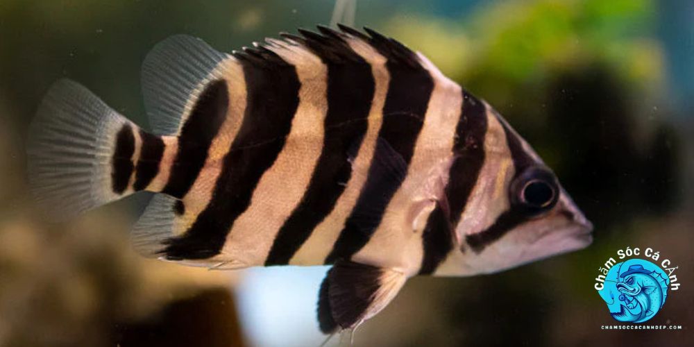 Hướng Dẫn Nuôi Cá Hổ Tại Nhà