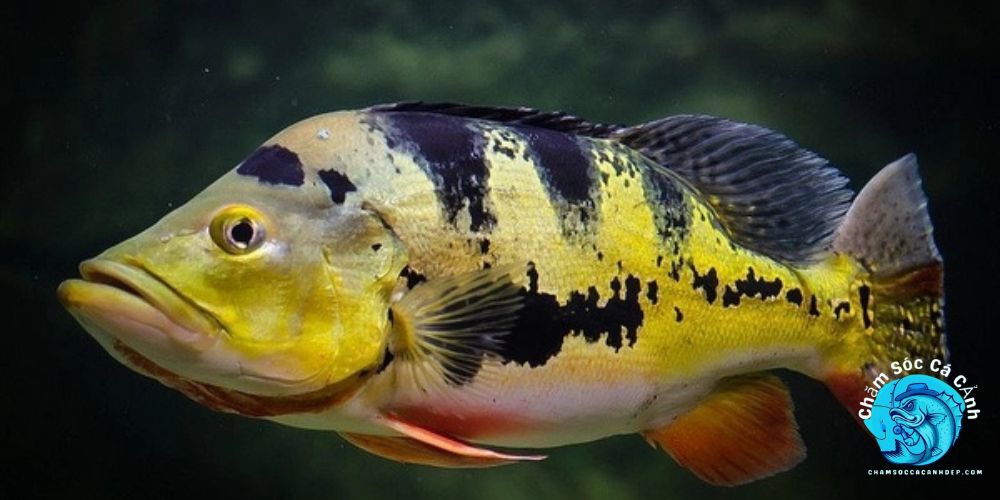 Cá Hoàng Bảo Yến: Đặc điểm Và Cách Nuôi Tuyệt Vời Giới thiệu về Cá Hoàng Bảo Yến