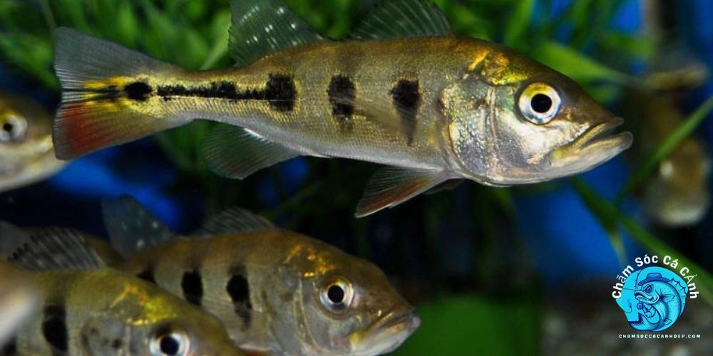 Cá Hoàng Bảo Yến: Đặc điểm Và Cách Nuôi Tuyệt Vời Hướng dẫn cách nuôi Cá Hoàng Bảo Yến