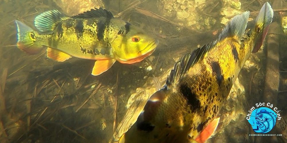 Cá Hoàng Bảo Yến: Đặc điểm Và Cách Nuôi Tuyệt Vời Lợi ích khi nuôi Cá Hoàng Bảo Yến