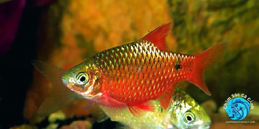 Các câu hỏi thường gặp về cá cảnh Mai Quế