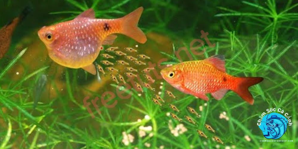 Lưu ý khi chăm sóc cá cảnh Mai Quế