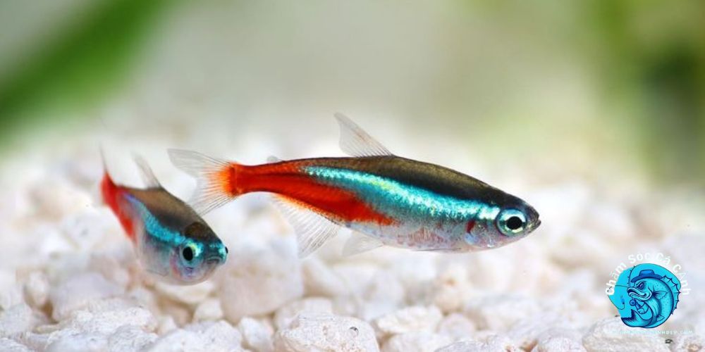 Cá Neon
