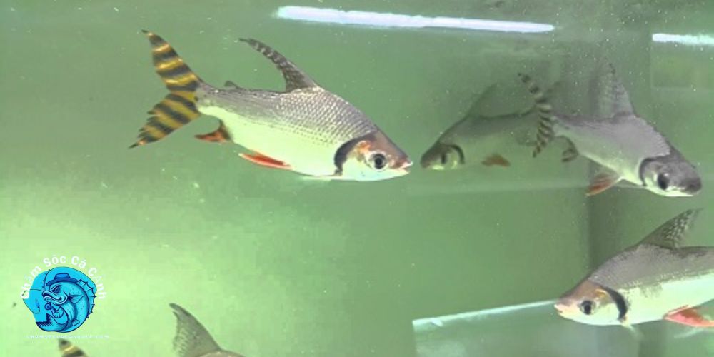 Hướng Dẫn Nuôi Cá Phi Phụng Hiệu Quả