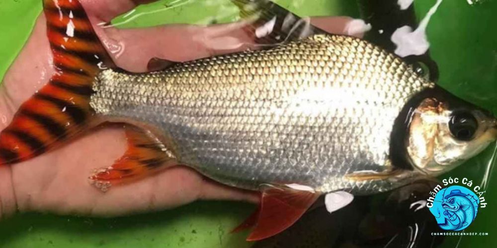 Lợi Ích Khi Nuôi Cá Phi Phụng