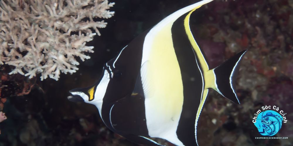 Giới Thiệu Cá Cảnh Thù Lù