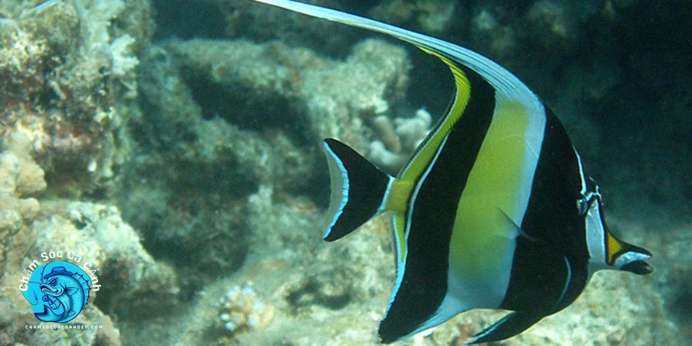 Cách Nuôi Cá Cảnh Thù Lù Hiệu Quả