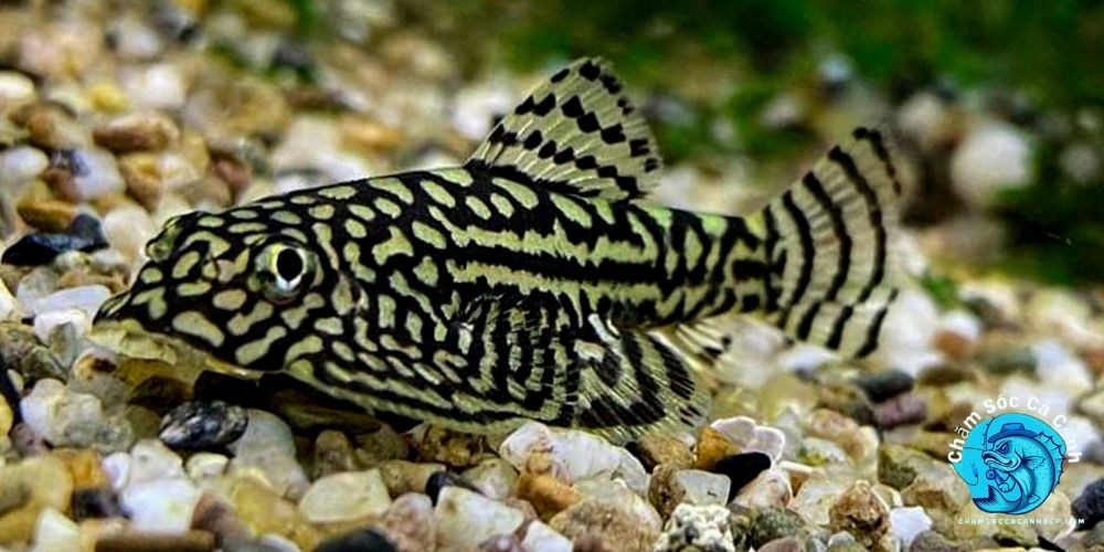 Đặc Điểm Của Cá Tỳ Bà Bướm