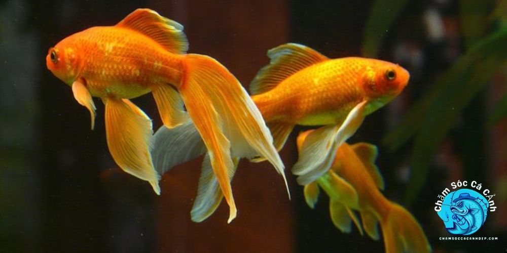 Giới Thiệu Về Cá Vàng 