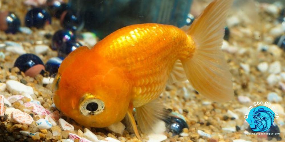 Chăm Sóc Cá Vàng: Thức Ăn Và Dinh Dưỡng