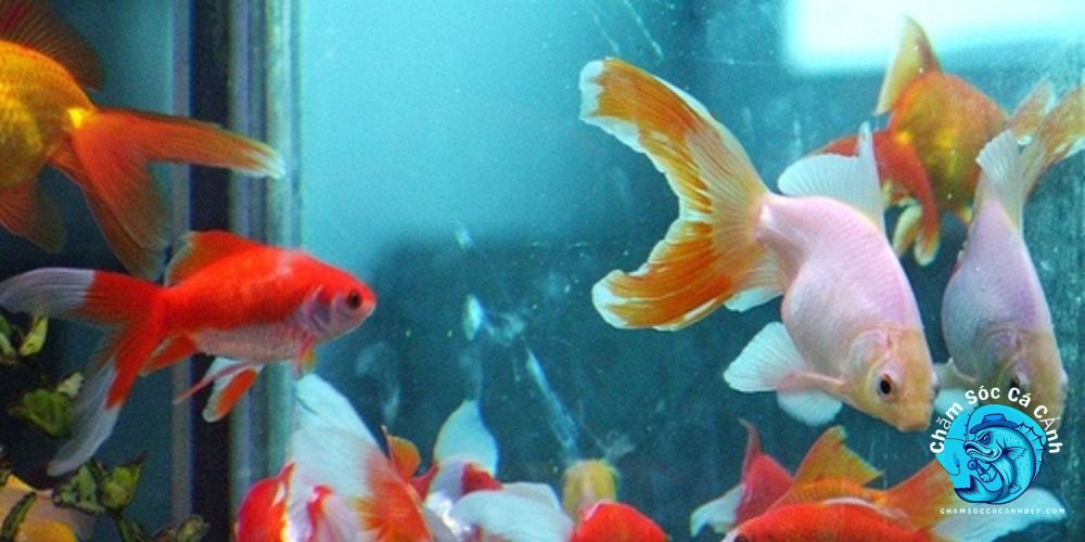 Cách phòng ngừa bệnh cho cá vàng