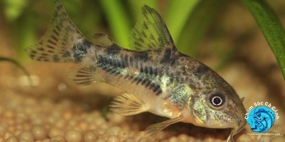 Cá chuột (Corydoras)