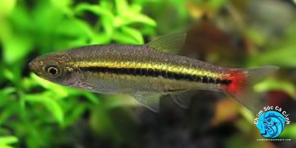 Cá đuôi đỏ