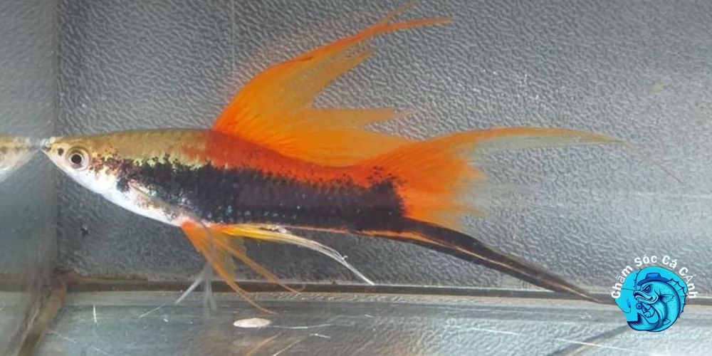 Cá kiếm (Swordtail)