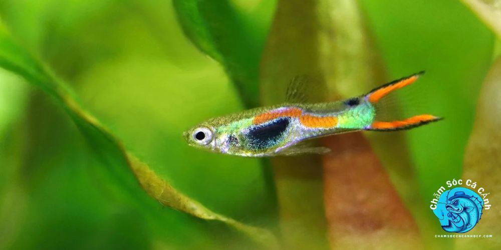 Cá ngựa hoang (Endler Guppy)