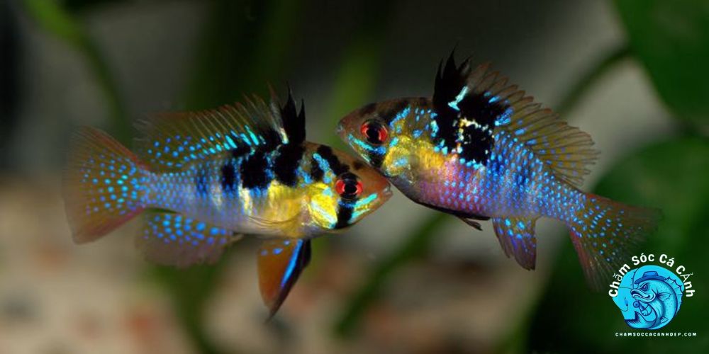 Cá phượng hoàng (Ramirezi)