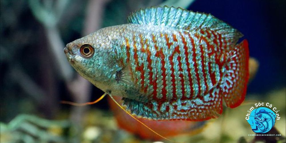 Cá sặc gấm (Gourami Dwarf)
