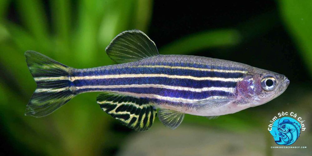 Cá sọc ngựa (Zebra Danio)
