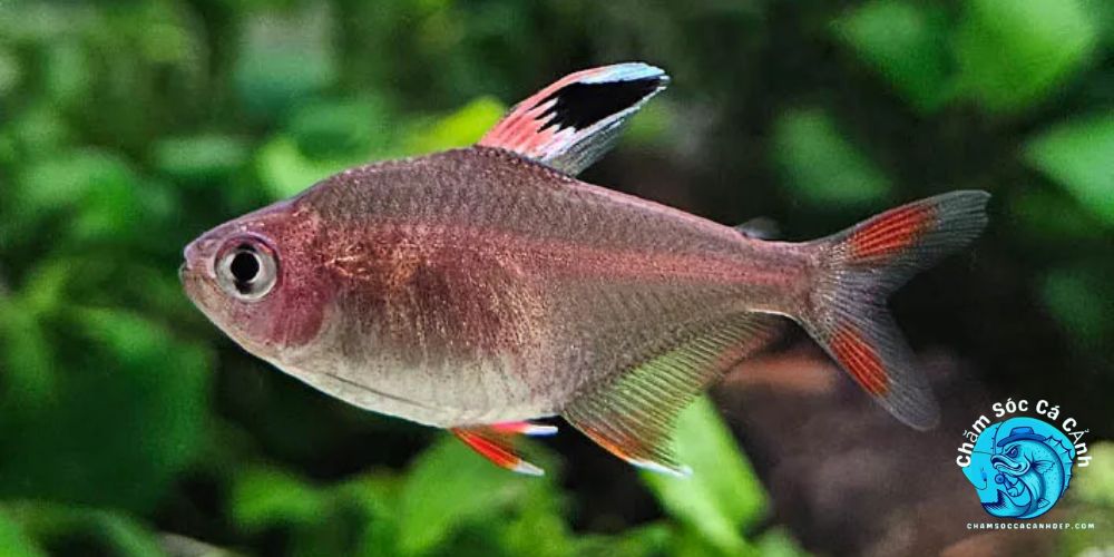 Cá tetra hồng 