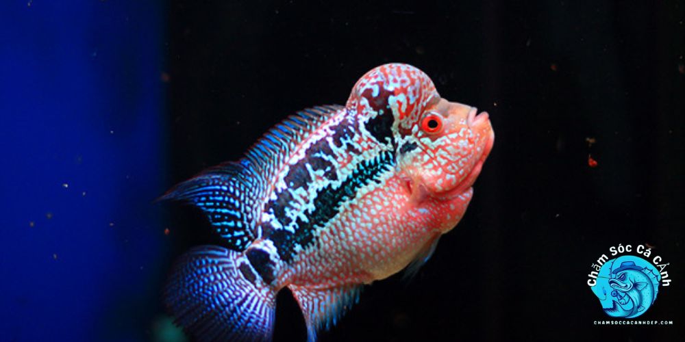 Cách Lựa Chọn Cá La Hán Khỏe Mạnh