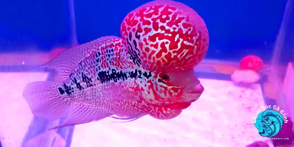 Chế Độ Dinh Dưỡng Cho Cá La Hán