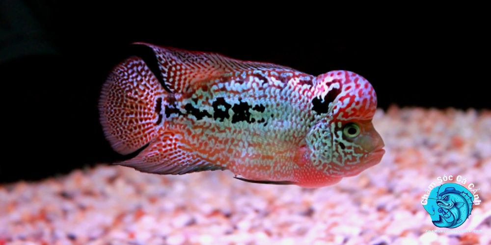 Môi Trường Sống Cho Cá La Hán