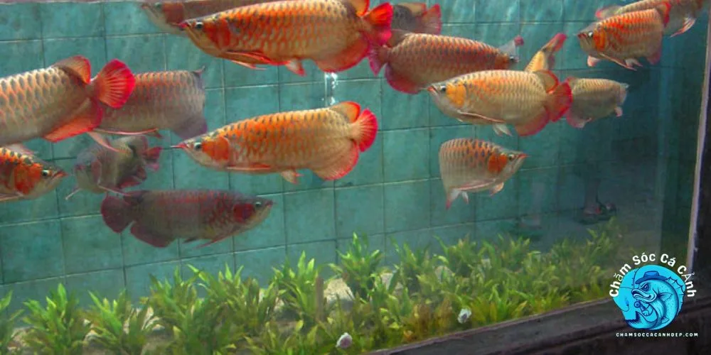 Chăm Sóc Và Dinh Dưỡng Cho Cá Rồng