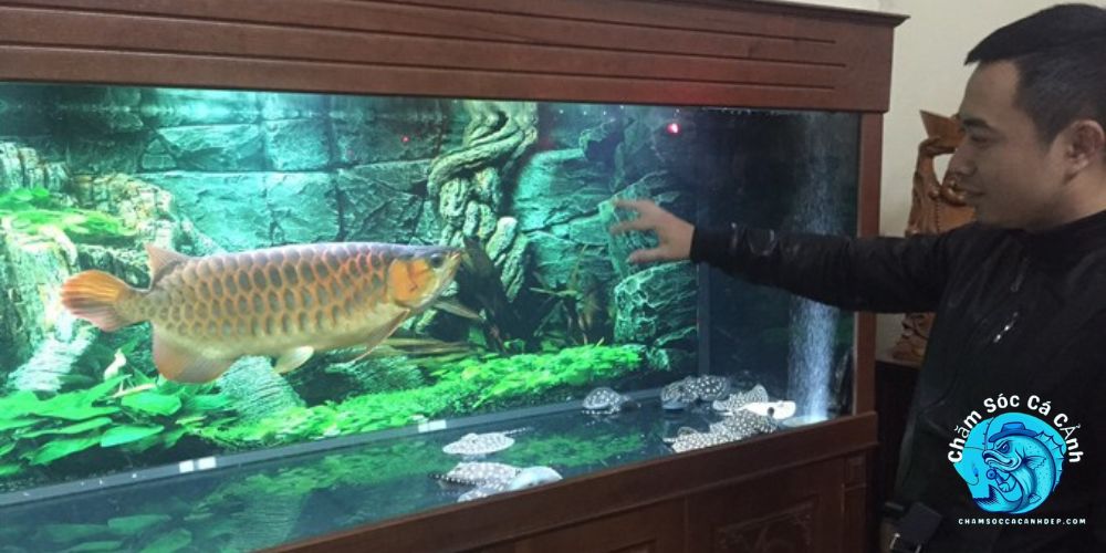 Chuẩn Bị Trước Khi Nuôi Cá Rồng