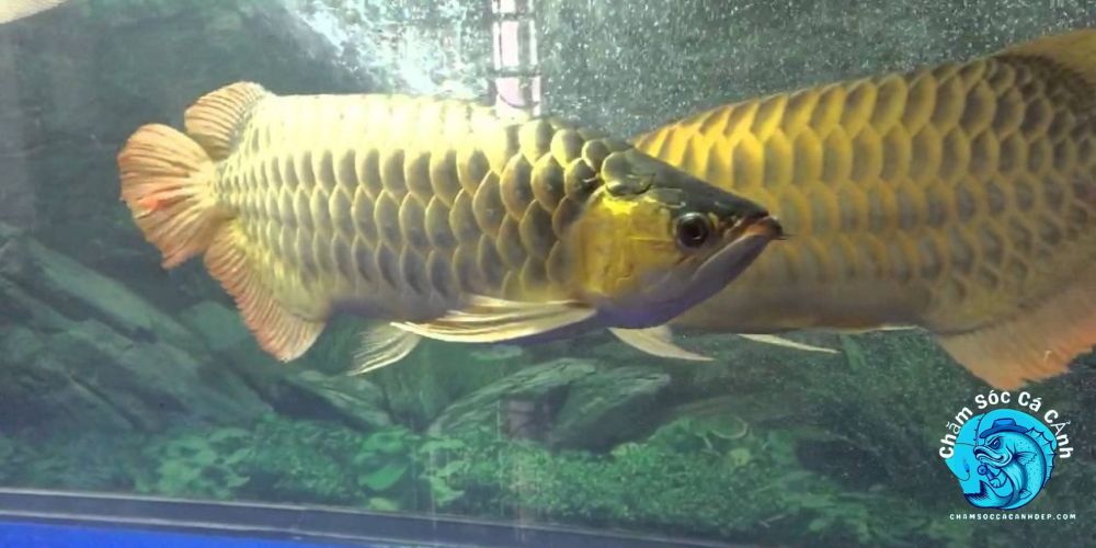 Phòng Ngừa Và Điều Trị Bệnh