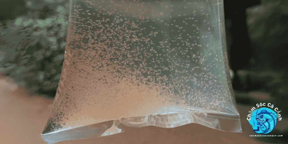 Moina (Bo Bo Nước Ngọt)