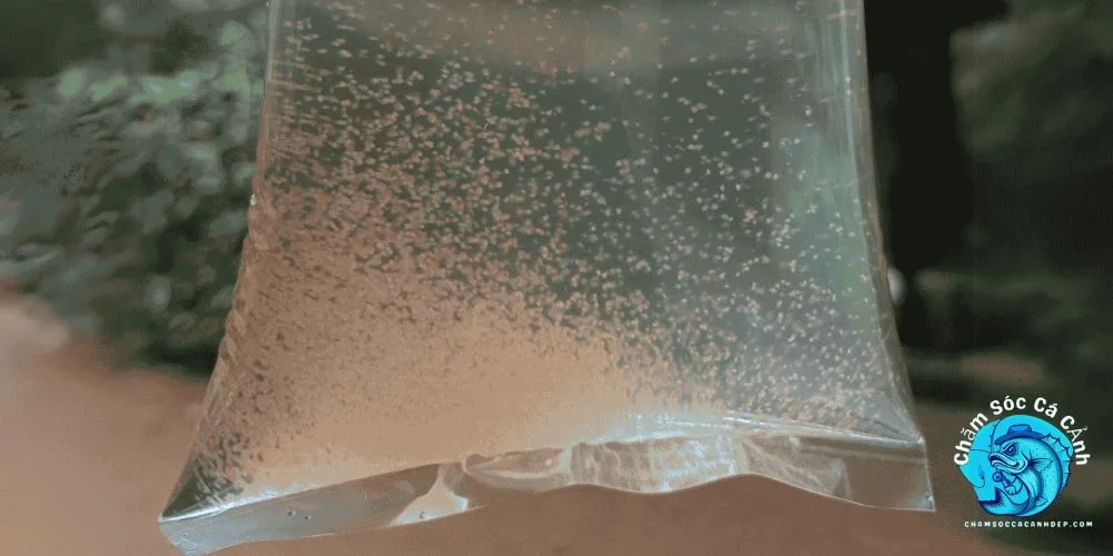 Moina (Bo Bo Nước Ngọt)