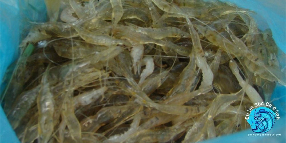 Tôm Tép Đông Lạnh